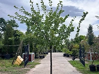 Ca. 10x vruchtboom, prunus 'bulida', e.a., halfstam, vruchtdragend, ca. 2.5-3 m hoog