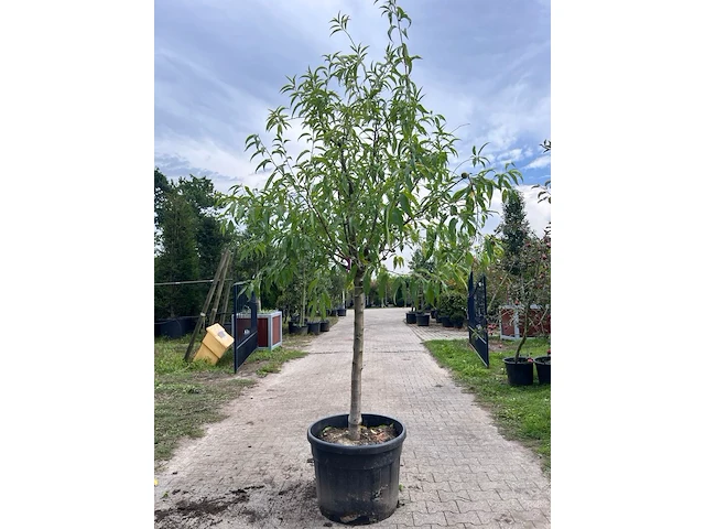 Ca. 10x vruchtboom, prunus 'bulida', e.a., halfstam, vruchtdragend, ca. 2.5-3 m hoog - afbeelding 5 van  12