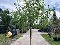 Ca. 10x vruchtboom, prunus 'bulida', e.a., halfstam, vruchtdragend, ca. 2.5-3 m hoog - afbeelding 5 van  12