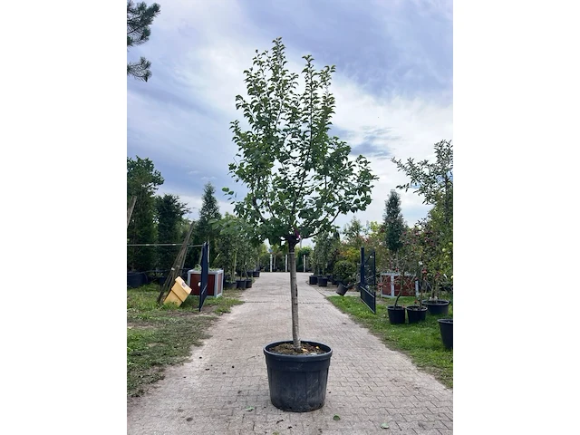 Ca. 10x vruchtboom, prunus 'bulida', e.a., halfstam, vruchtdragend, ca. 2.5-3 m hoog - afbeelding 6 van  12
