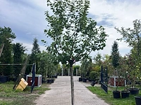 Ca. 10x vruchtboom, prunus 'bulida', e.a., halfstam, vruchtdragend, ca. 2.5-3 m hoog - afbeelding 6 van  12