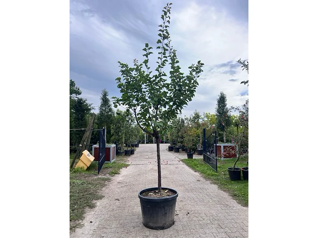 Ca. 10x vruchtboom, prunus 'bulida', e.a., halfstam, vruchtdragend, ca. 2.5-3 m hoog - afbeelding 7 van  12