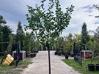 Ca. 10x vruchtboom, prunus 'bulida', e.a., halfstam, vruchtdragend, ca. 2.5-3 m hoog - afbeelding 7 van  12