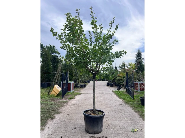 Ca. 10x vruchtboom, prunus 'bulida', e.a., halfstam, vruchtdragend, ca. 2.5-3 m hoog - afbeelding 8 van  12