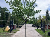 Ca. 10x vruchtboom, prunus 'bulida', e.a., halfstam, vruchtdragend, ca. 2.5-3 m hoog - afbeelding 8 van  12