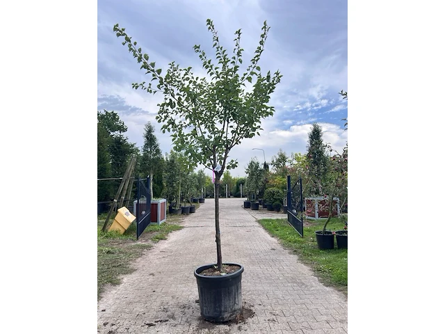 Ca. 10x vruchtboom, prunus 'bulida', e.a., halfstam, vruchtdragend, ca. 2.5-3 m hoog - afbeelding 9 van  12