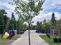 Ca. 10x vruchtboom, prunus 'bulida', e.a., halfstam, vruchtdragend, ca. 2.5-3 m hoog - afbeelding 9 van  12