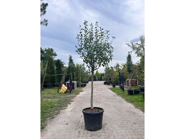 Ca. 10x vruchtboom, prunus 'bulida', e.a., halfstam, vruchtdragend, ca. 2.5-3 m hoog - afbeelding 10 van  12