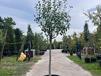 Ca. 10x vruchtboom, prunus 'bulida', e.a., halfstam, vruchtdragend, ca. 2.5-3 m hoog - afbeelding 10 van  12