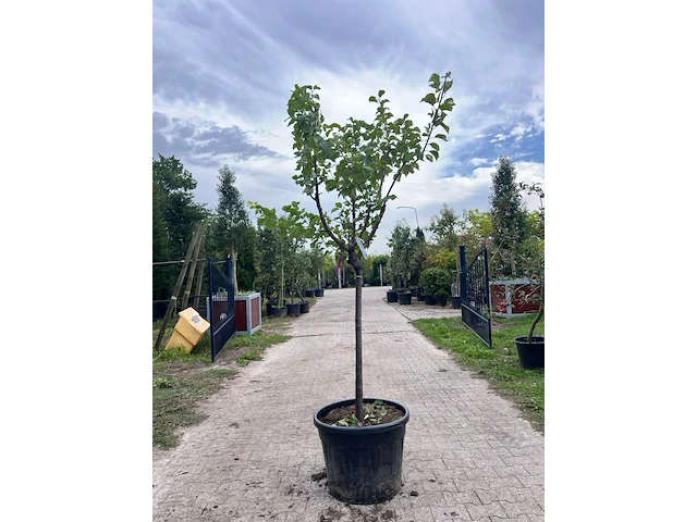 Ca. 10x vruchtboom, prunus 'bulida', e.a., halfstam, vruchtdragend, ca. 2.5-3 m hoog - afbeelding 11 van  12