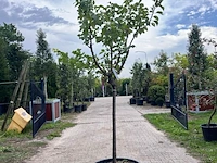 Ca. 10x vruchtboom, prunus 'bulida', e.a., halfstam, vruchtdragend, ca. 2.5-3 m hoog - afbeelding 11 van  12