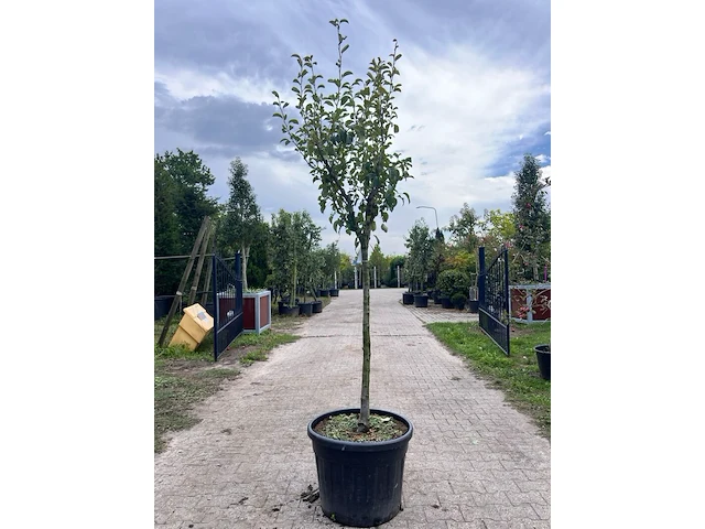 Ca. 10x vruchtboom, prunus 'bulida', e.a., halfstam, vruchtdragend, ca. 2.5-3 m hoog - afbeelding 12 van  12