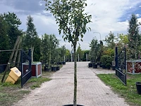 Ca. 10x vruchtboom, prunus 'bulida', e.a., halfstam, vruchtdragend, ca. 2.5-3 m hoog - afbeelding 12 van  12