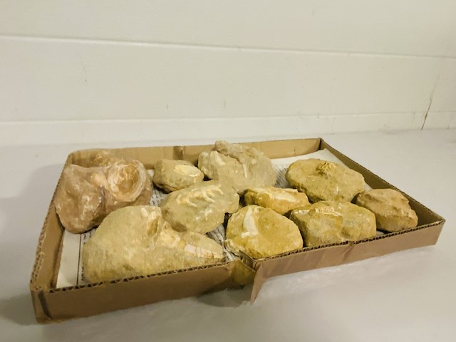 Ca. 11x fossielen uit marokko - afbeelding 1 van  6