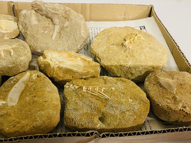 Ca. 11x fossielen uit marokko - afbeelding 2 van  6