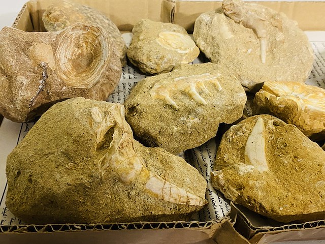 Ca. 11x fossielen uit marokko - afbeelding 3 van  6