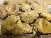 Ca. 11x fossielen uit marokko - afbeelding 3 van  6