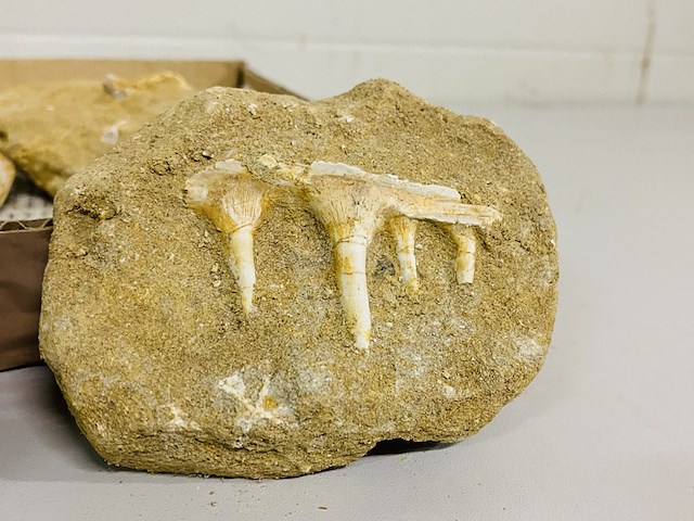 Ca. 11x fossielen uit marokko - afbeelding 4 van  6