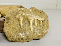 Ca. 11x fossielen uit marokko - afbeelding 4 van  6