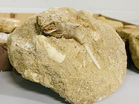 Ca. 11x fossielen uit marokko - afbeelding 5 van  6