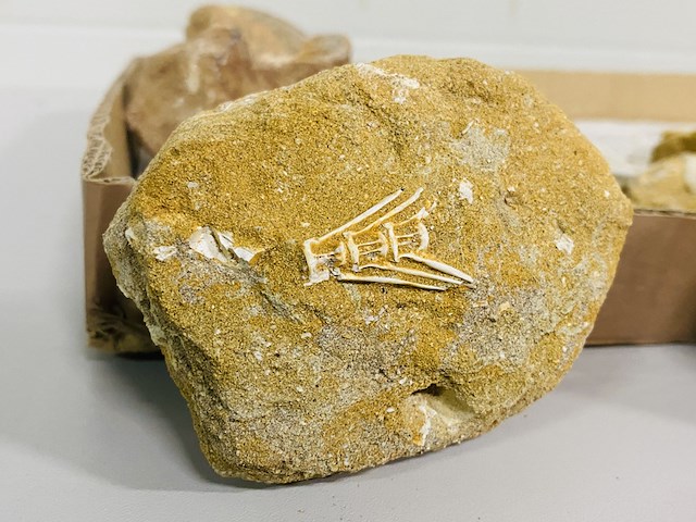 Ca. 11x fossielen uit marokko - afbeelding 6 van  6