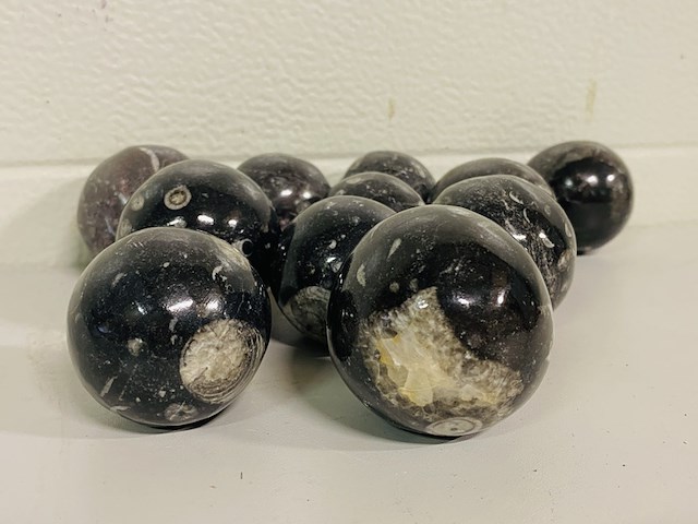 Ca. 11x orthoceras bollen - afbeelding 1 van  3