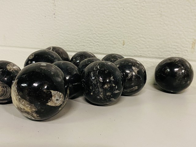 Ca. 11x orthoceras bollen - afbeelding 2 van  3