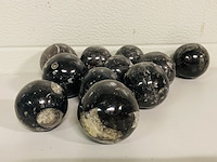 Ca. 11x orthoceras bollen - afbeelding 3 van  3