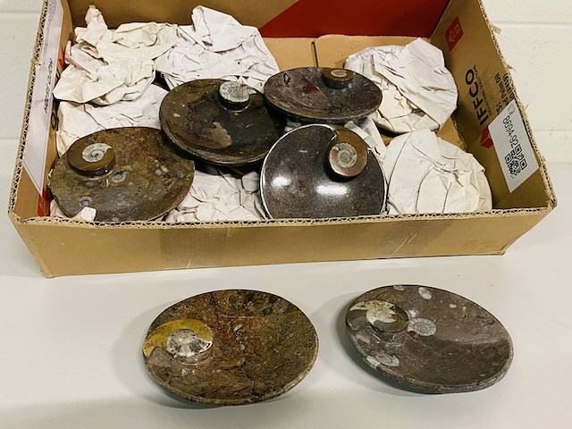 Ca. 12x ammoniet schaaltjes - afbeelding 1 van  4