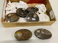 Ca. 12x ammoniet schaaltjes - afbeelding 1 van  4