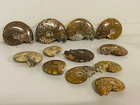 Ca. 12x ammonieten - afbeelding 1 van  6