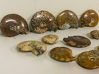 Ca. 12x ammonieten - afbeelding 2 van  6