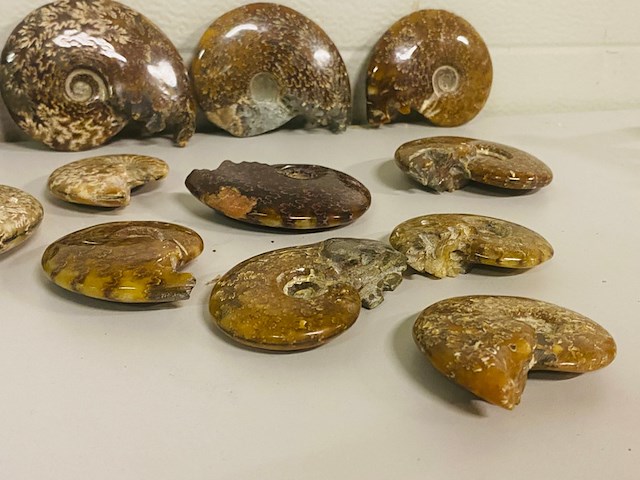 Ca. 12x ammonieten - afbeelding 3 van  6