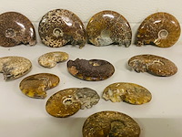 Ca. 12x ammonieten - afbeelding 5 van  6
