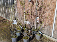 Ca. 12x boom in pot - afbeelding 2 van  8