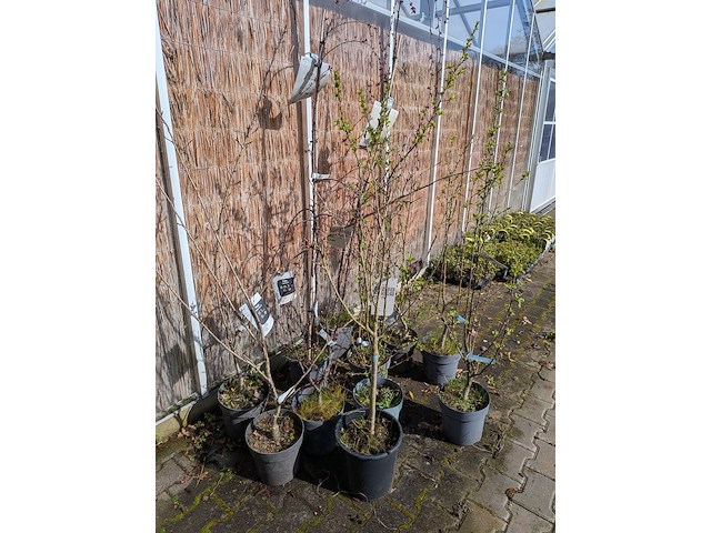 Ca. 12x boom in pot - afbeelding 3 van  8