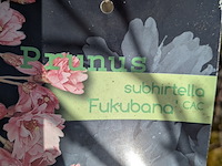 Ca. 12x boom in pot - afbeelding 5 van  8