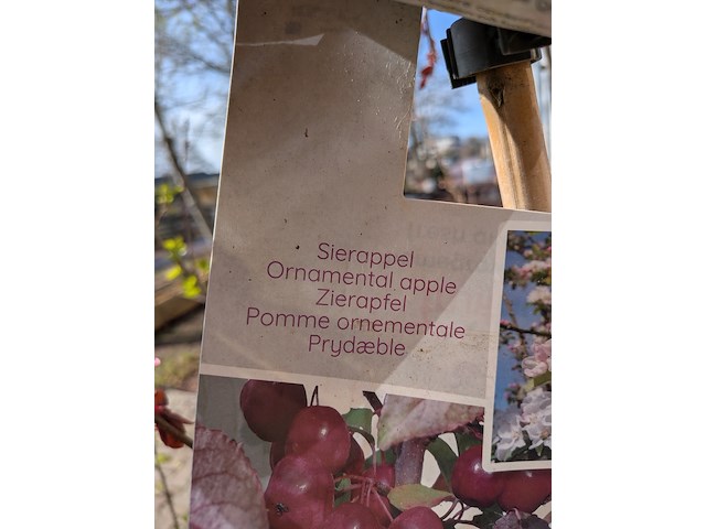 Ca. 12x boom in pot - afbeelding 7 van  8