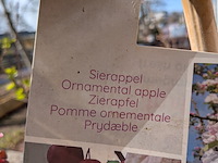 Ca. 12x boom in pot - afbeelding 7 van  8