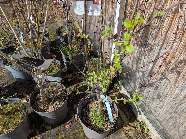 Ca. 12x boom in pot - afbeelding 8 van  8