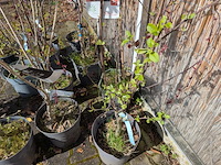 Ca. 12x boom in pot - afbeelding 8 van  8