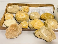 Ca. 12x fossielen uit marokko