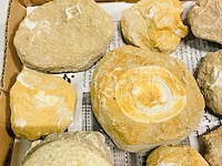 Ca. 12x fossielen uit marokko - afbeelding 4 van  5