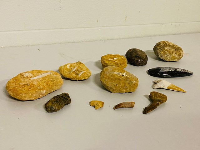 Ca. 12x set diverse fossielen - afbeelding 1 van  6