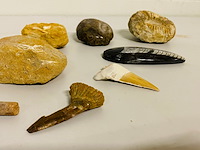 Ca. 12x set diverse fossielen - afbeelding 2 van  6