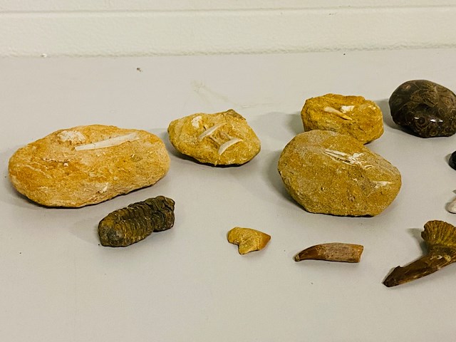 Ca. 12x set diverse fossielen - afbeelding 3 van  6