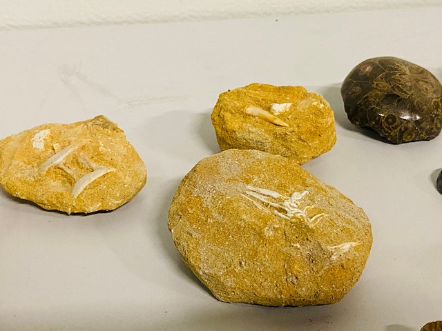 Ca. 12x set diverse fossielen - afbeelding 4 van  6