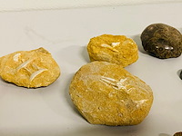 Ca. 12x set diverse fossielen - afbeelding 4 van  6