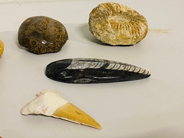 Ca. 12x set diverse fossielen - afbeelding 5 van  6