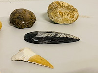 Ca. 12x set diverse fossielen - afbeelding 5 van  6